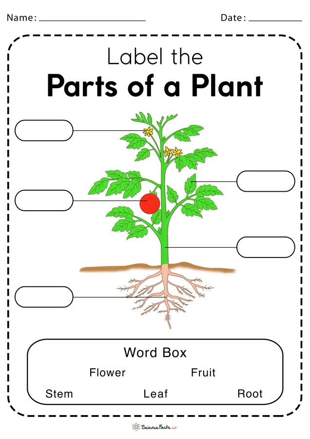 Colorful worksheet for first graders to identify parts of a plant using a word bank