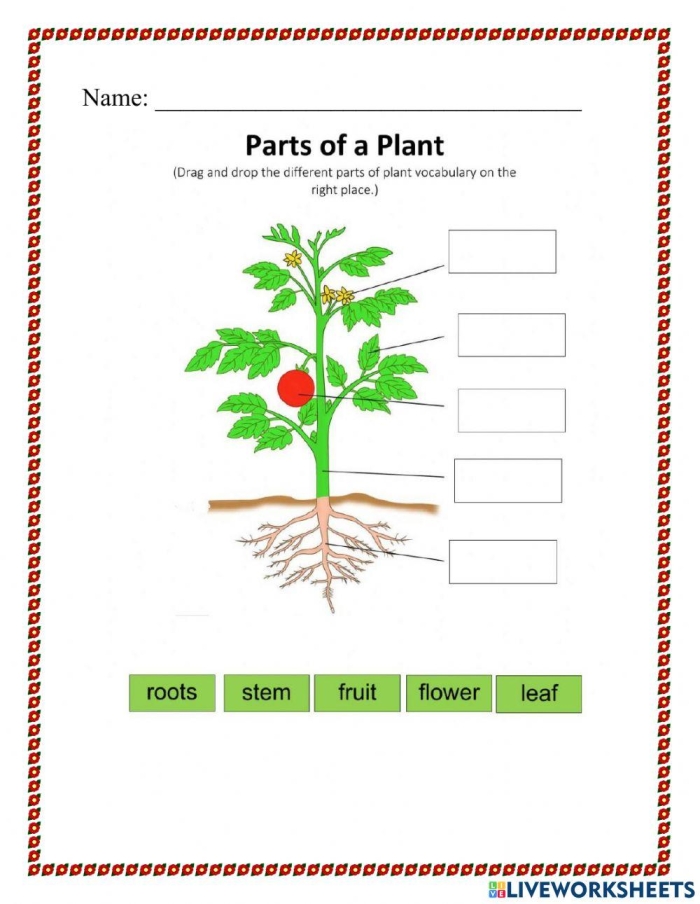 Colorful worksheet for first graders to identify plant parts using a word bank