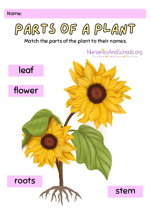 Colorful worksheet for first graders to identify parts of a plant using a word bank