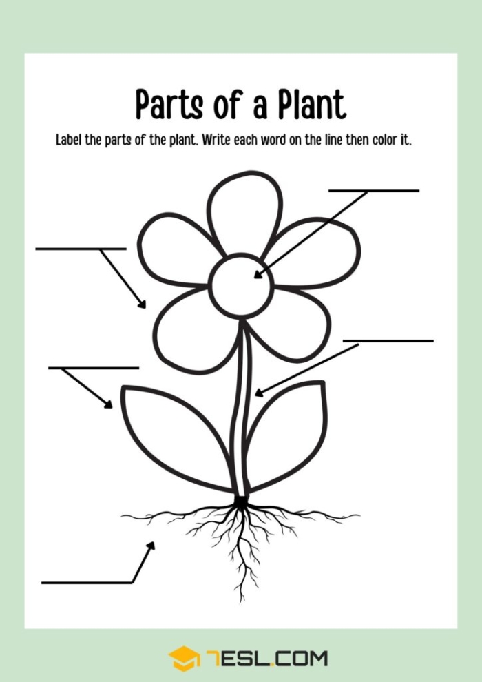 Colorful worksheet for first graders to identify parts of a plant using a word bank