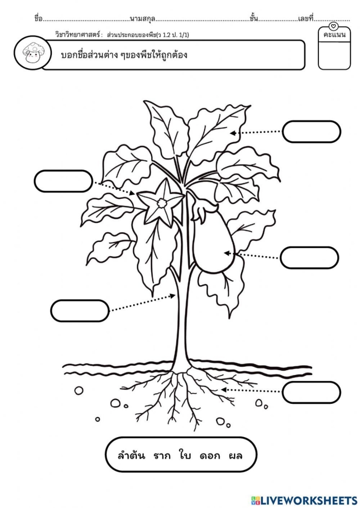 Colorful worksheet for first graders to identify parts of a plant using a word bank