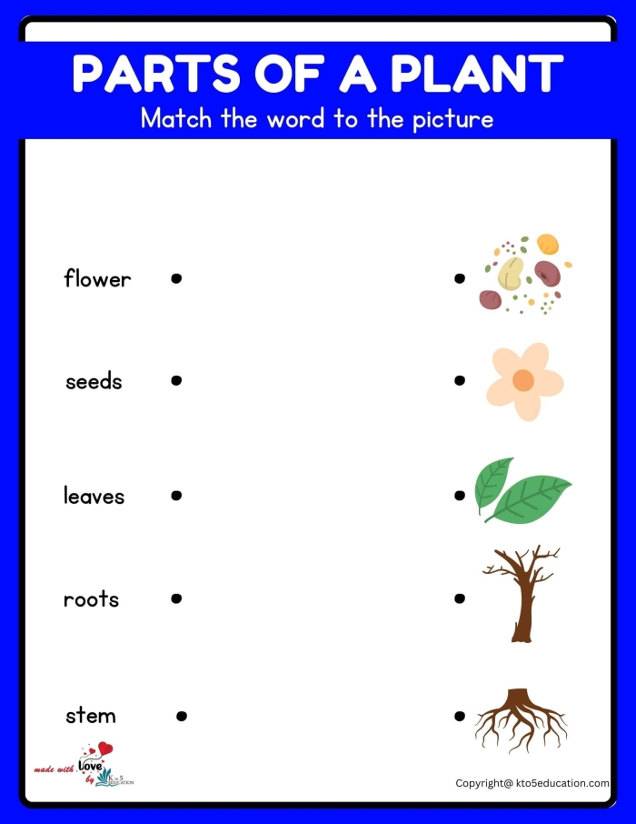 First grade student completing a parts of a plant vocabulary word scramble worksheet