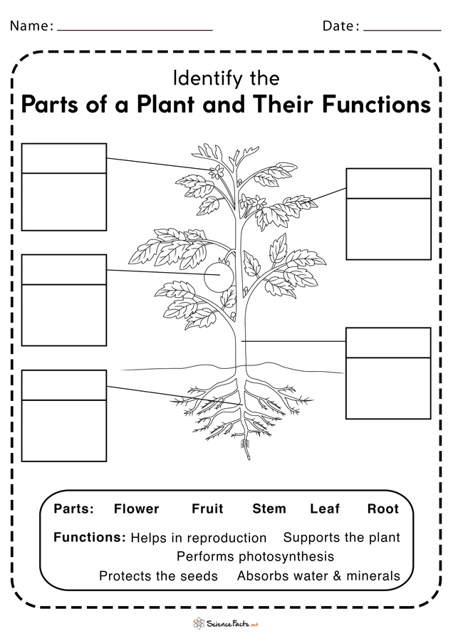 First grade science worksheet featuring a plant diagram and a word scramble activity for vocabulary practice
