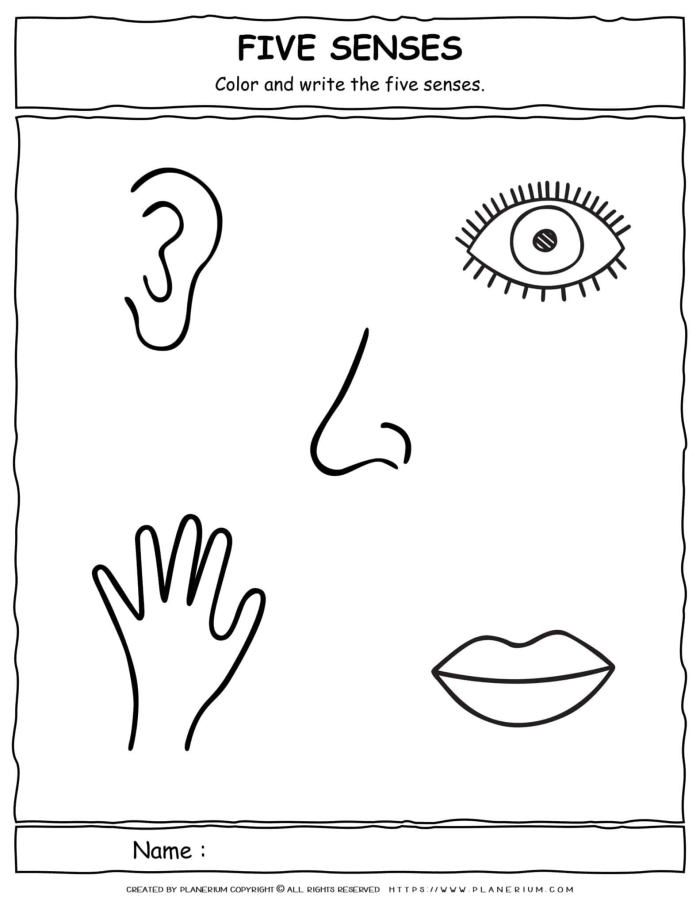 Engaging worksheet for creating riddles using the five senses Five Senses Observation worksheet featuring sensory word activities for first graders