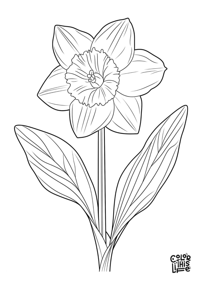 Daffodil Flower Parts Coloring Activity for Young Learners First grade students color a cheerful daffodil flower with labeled parts for spring learning