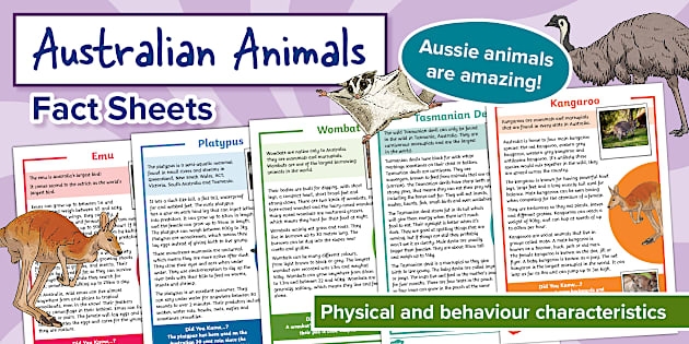 First grade science worksheet featuring a fun and educational activity about the real Tasmanian devil