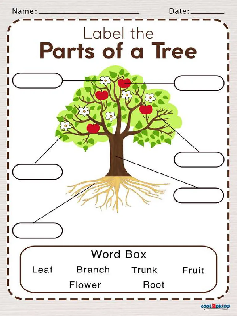 Colorful diagram of a tree parts worksheet for first graders highlighting stem and roots