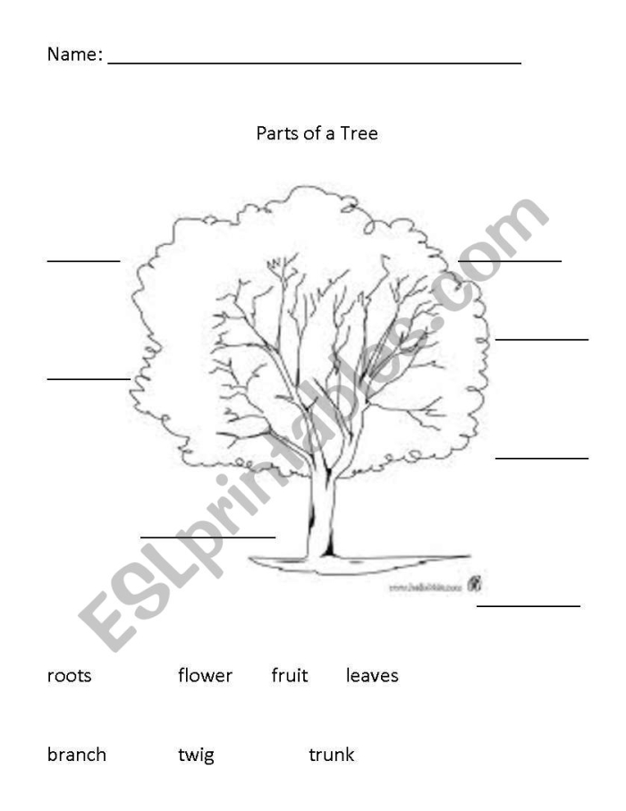 First grade science worksheet featuring a labeled diagram of a tree with missing root and stem names