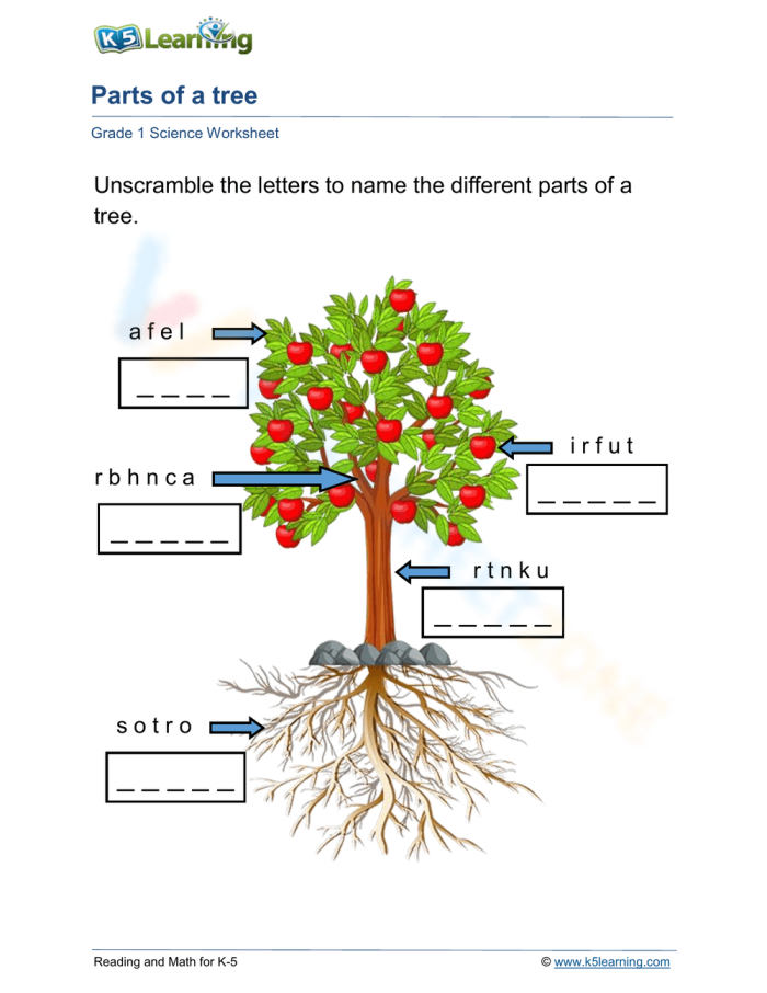 First grade student worksheet for labeling the stem primary root and secondary root of a tree
