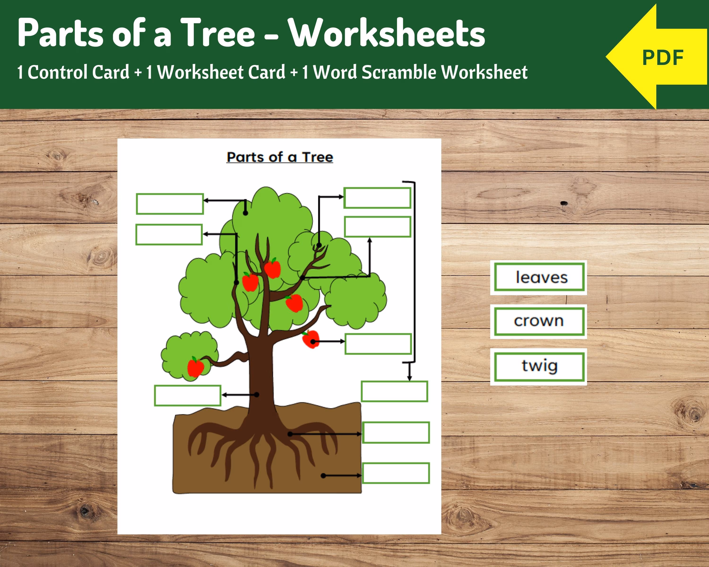 First grade student worksheet featuring a colorful tree diagram for labeling parts like roots and stem