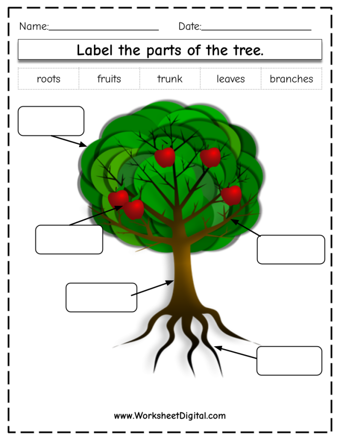Colorful diagram of a tree parts worksheet for first graders to complete