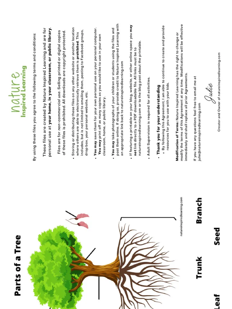 Colorful diagram of a tree parts worksheet for first graders to identify stems and roots