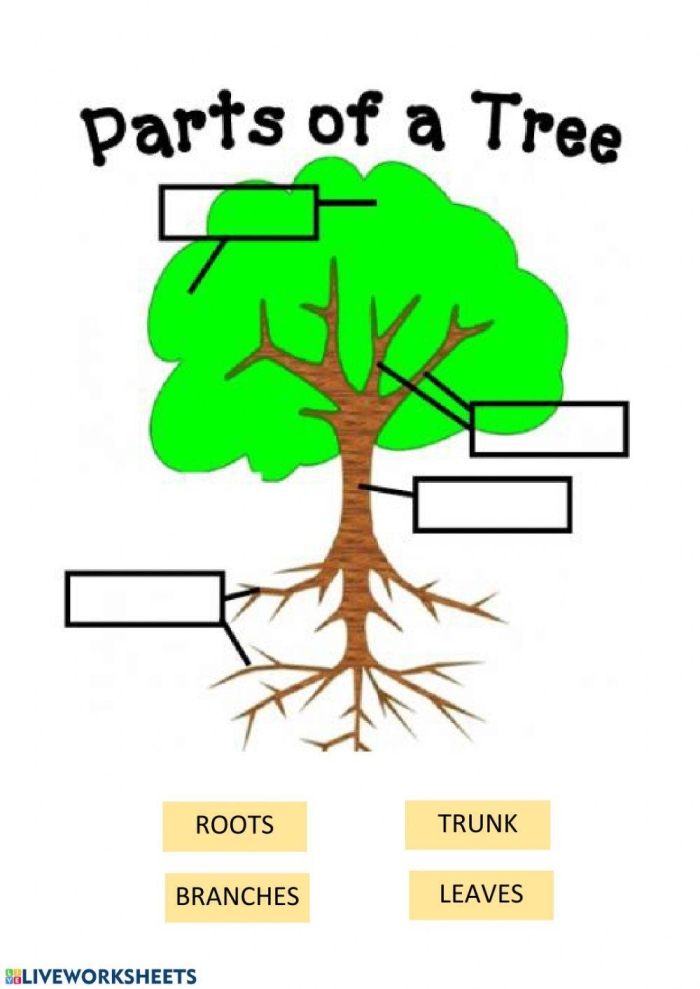 First grade science worksheet for identifying the different parts of a tree