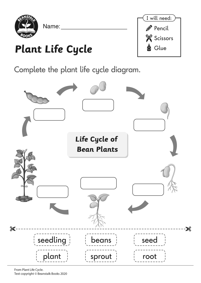 First grade student ordering plant life cycle stages from seed to flower on a worksheet