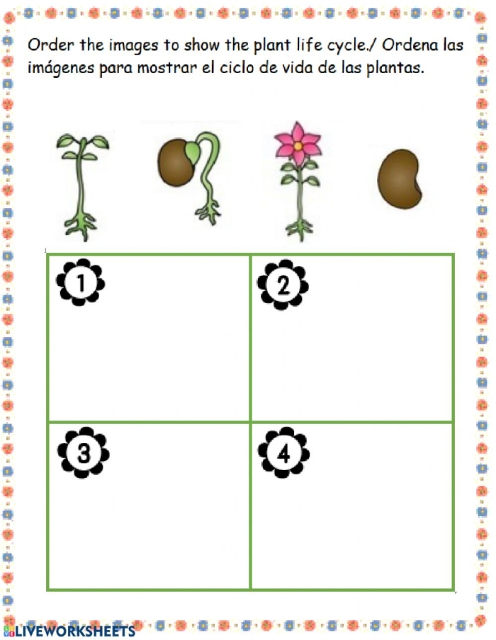 First grade students arranging plant life cycle stages in sequential order on a worksheet