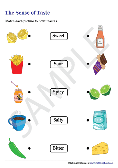 Pre-K worksheet where students match illustrations of eyes ears mouth hands and nose to their five senses
