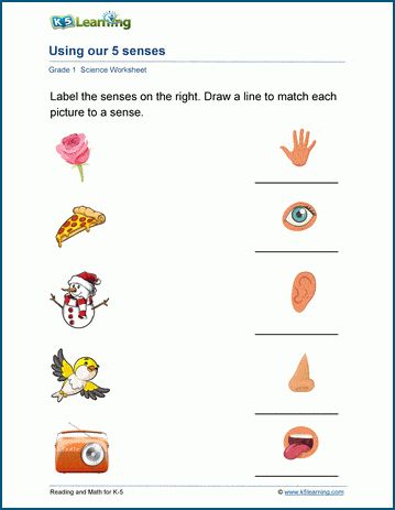Pre-K student worksheet showing illustrations of five senses for a matching activity