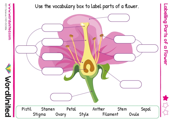 Labeled diagram showing the main parts of a flower including petals, stem, leaves, and roots for elementary students