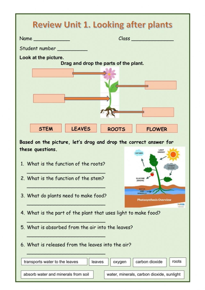 A diagram showing the labeled parts of a flower including petals, stem, leaves, and roots for students to identify and learn flower anatomy
