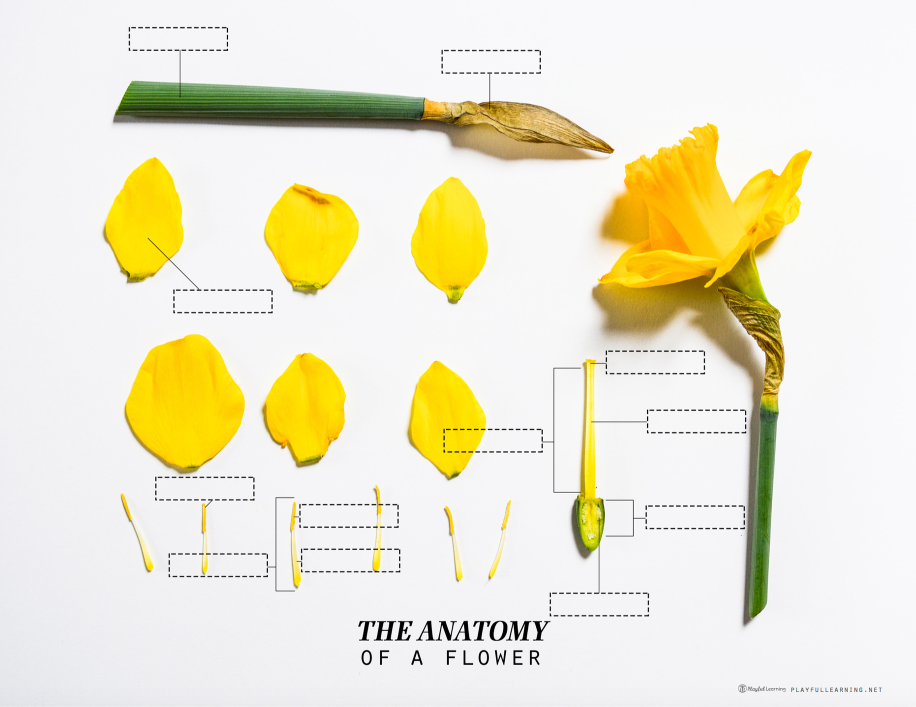 Labeled diagram showing the main parts of a flower including petals, stamen, pistil, and sepals for fourth grade students