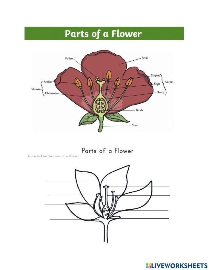 Labeled diagram showing the different parts of a flower including petals, stem, leaves, and roots for fourth grade students