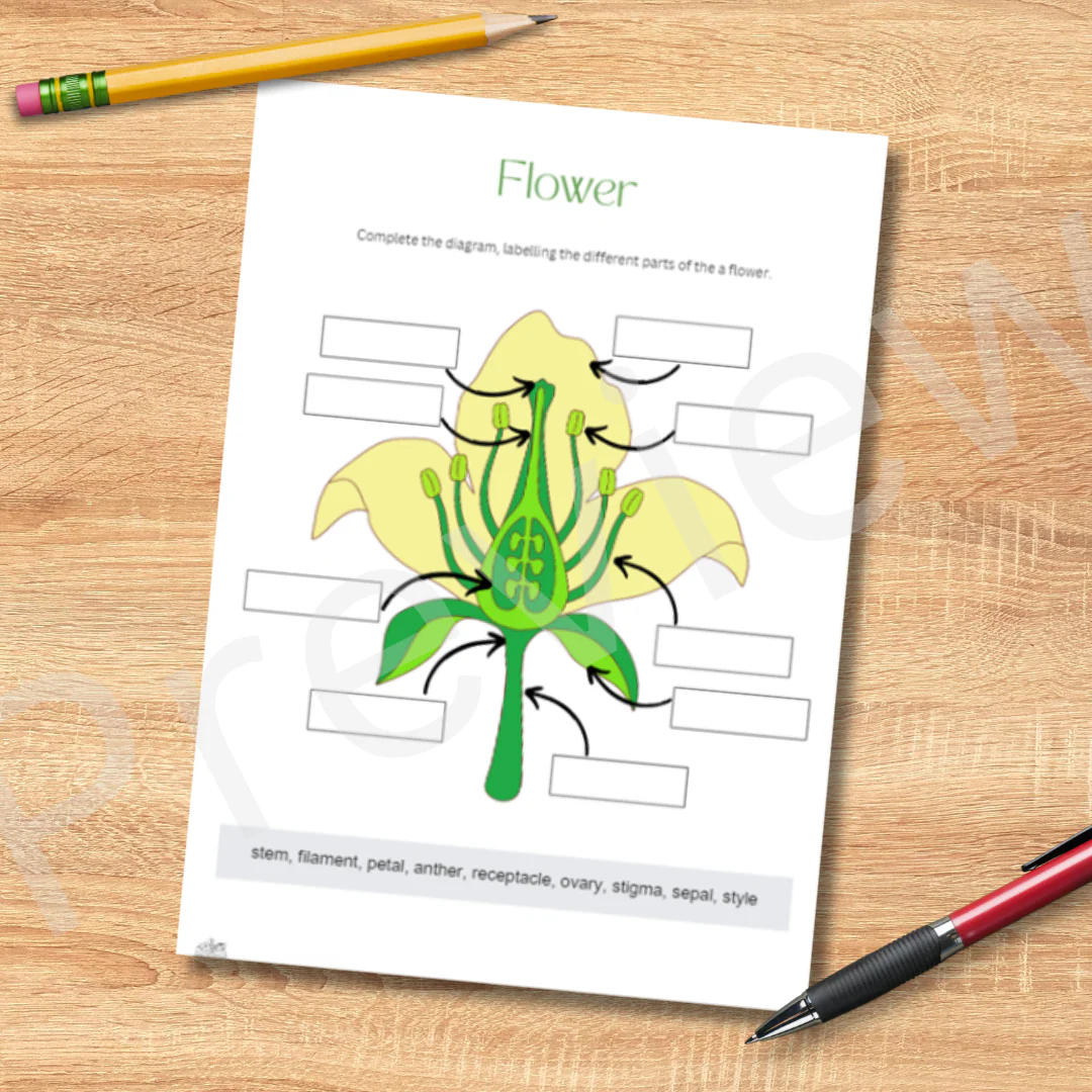 Fourth grade student completing an anatomy of a flower worksheet with labeled diagrams