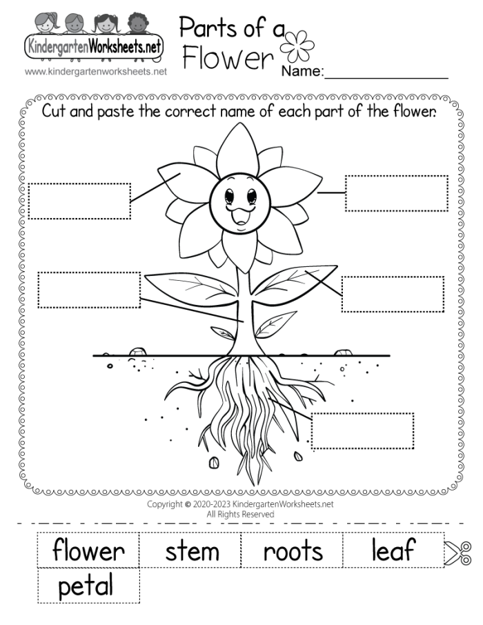 Fourth grade student labeling the various parts of a plant on an Anatomy of a Flower worksheet