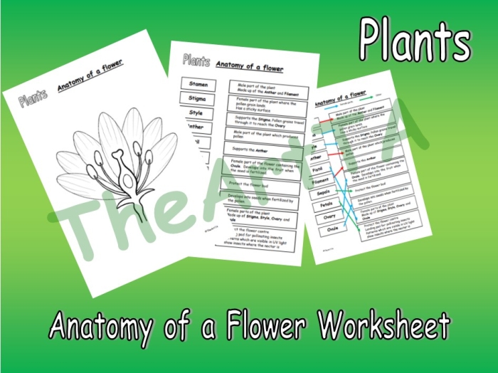 Fourth grade anatomy of a flower worksheet showing labeled botanical parts