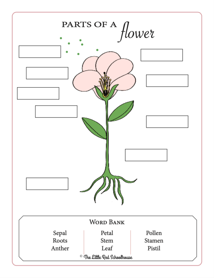 Diagram showing the labeled parts of a flower including petals, stem, leaves, and roots for fourth grade students learning plant anatomy