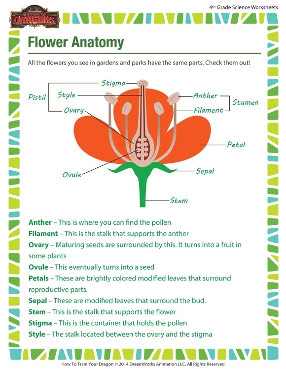 Fourth grade student completing an anatomy of a flower worksheet with labeled plant parts