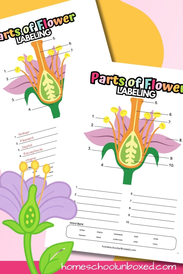 Fourth grade student completing an anatomy of a flower worksheet with labeled diagrams