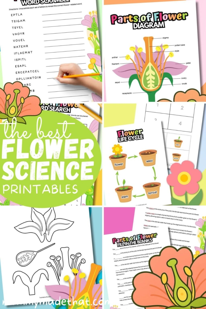 Anatomy of a Flower fourth grade worksheet featuring labeled diagrams of plant structures