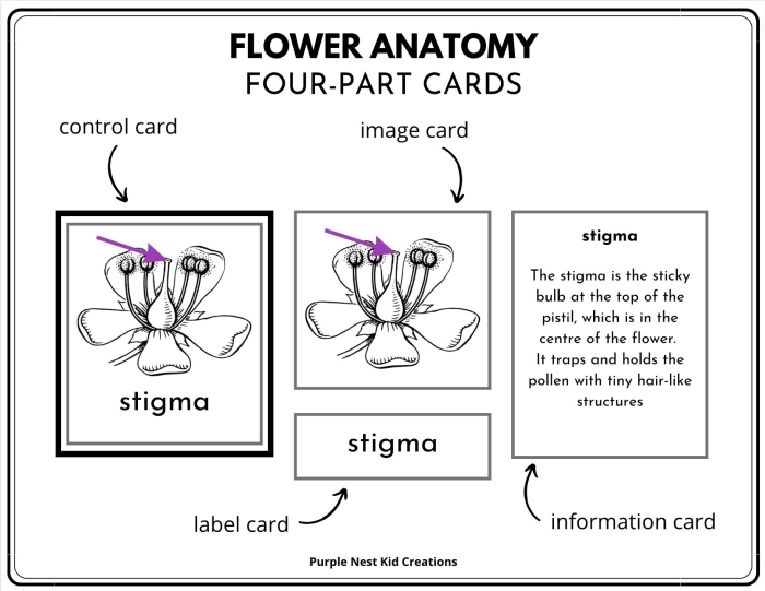 Labeled diagram showing the main parts of a flower including petals, stem, leaves, and roots for fourth grade students