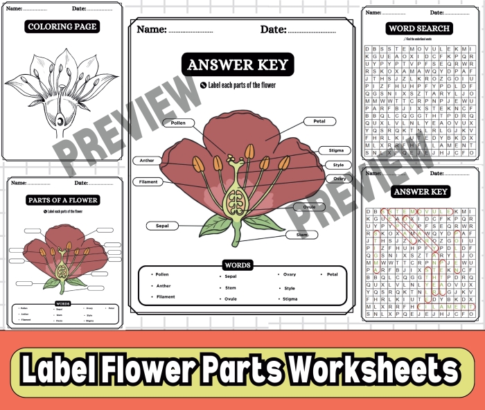 Fourth grade students label the various parts of a flower on this educational biology worksheet