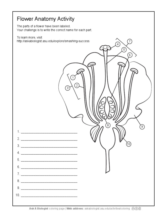 Fourth grade students identifying flower anatomy labels on a worksheet