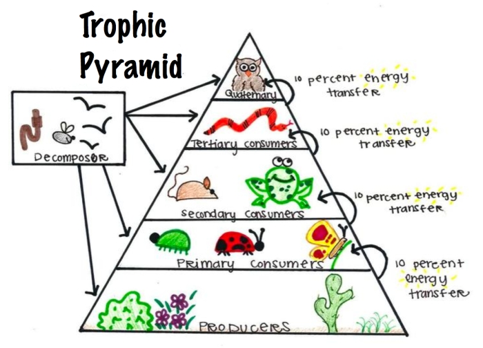 Fourth grade science worksheet illustrating the hierarchy of a food chain pyramid with producers and consumers