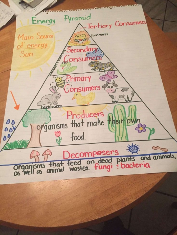 Fourth grade food chain pyramid diagram showing carnivores, herbivores, producers, and decomposers with their ecological roles illustrated