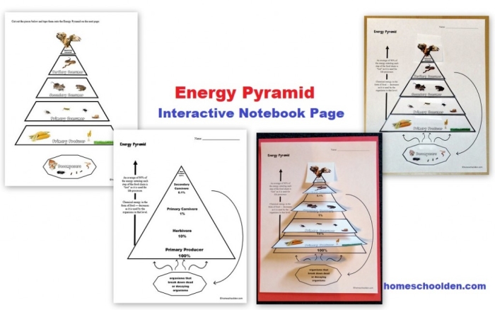 A colorful food chain pyramid diagram showing the different levels with carnivores at the top, herbivores in the middle, producers at the bottom, and decomposers around the sides