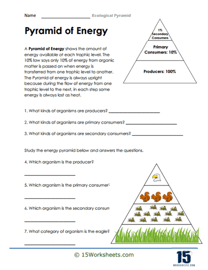 Fourth grade food chain pyramid diagram showing carnivores herbivores producers and decomposers with their ecological roles labeled