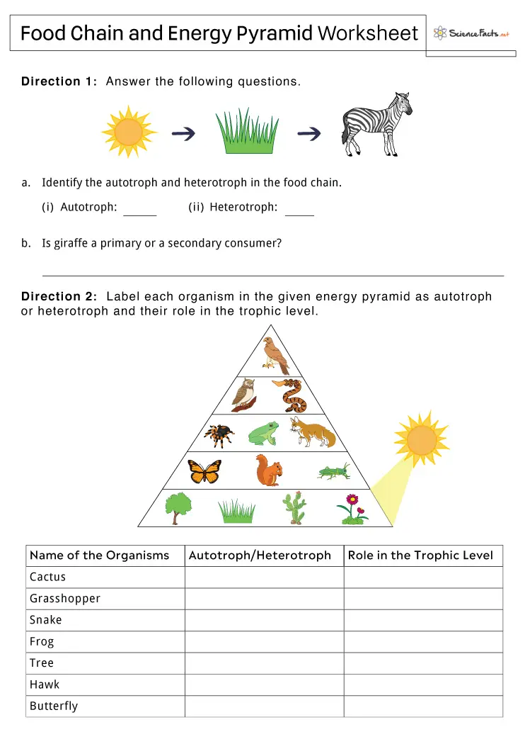 Fourth grade food chain pyramid diagram showing carnivores, herbivores, producers, and decomposers with their ecological roles labeled