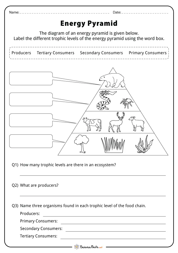 Fourth grade students learning about food chain levels on a worksheet with producers and consumers