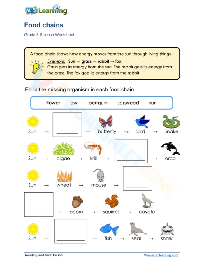 Fourth grade science worksheet illustrating the different levels of a food chain pyramid with producers and consumers