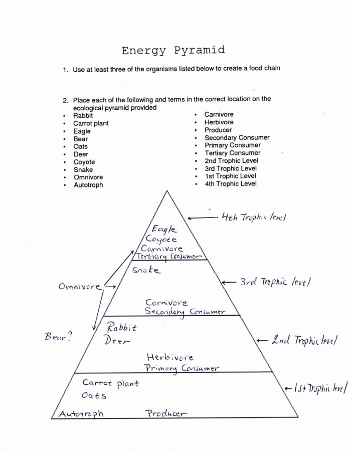 A colorful food chain pyramid diagram showing four levels with producers at the bottom, herbivores and carnivores in the middle sections, and decomposers breaking down matter at the side