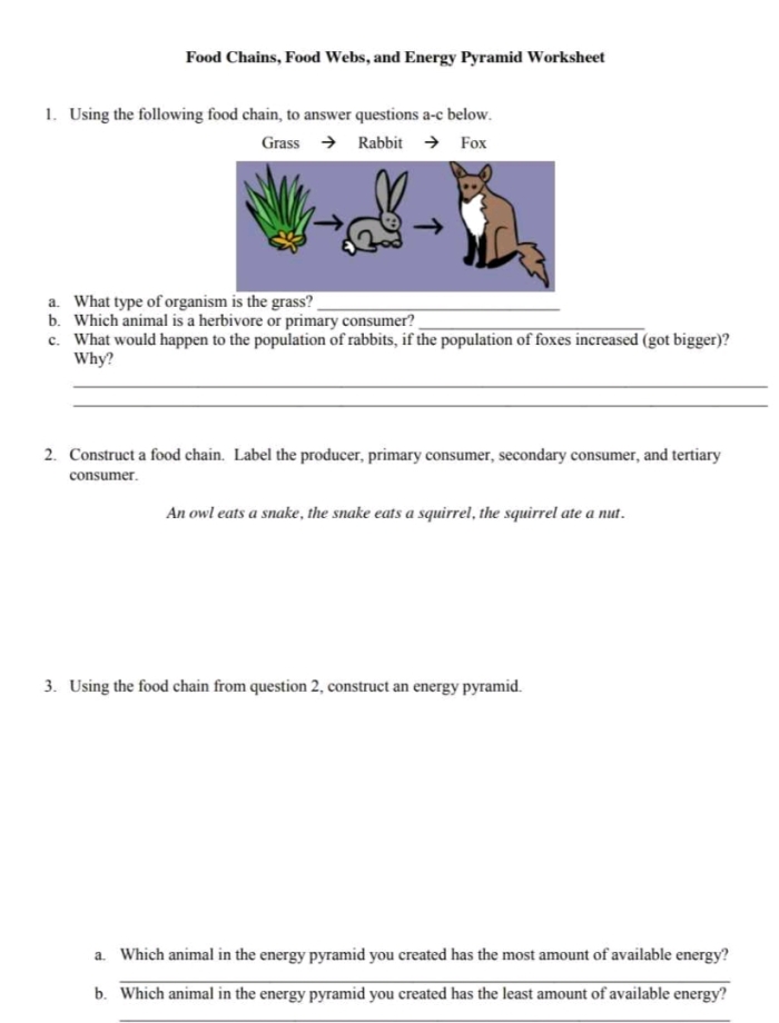 Fourth grade food chain pyramid diagram showing carnivores, herbivores, producers, and decomposers with their ecological roles illustrated