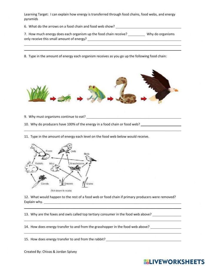 Fourth grade food chain pyramid diagram showing herbivores, carnivores, producers and decomposers with their ecological roles