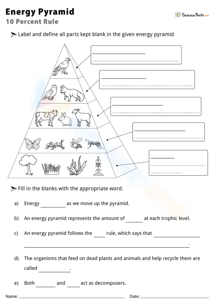 Fourth grade students exploring the roles of producers and consumers on a food chain pyramid worksheet