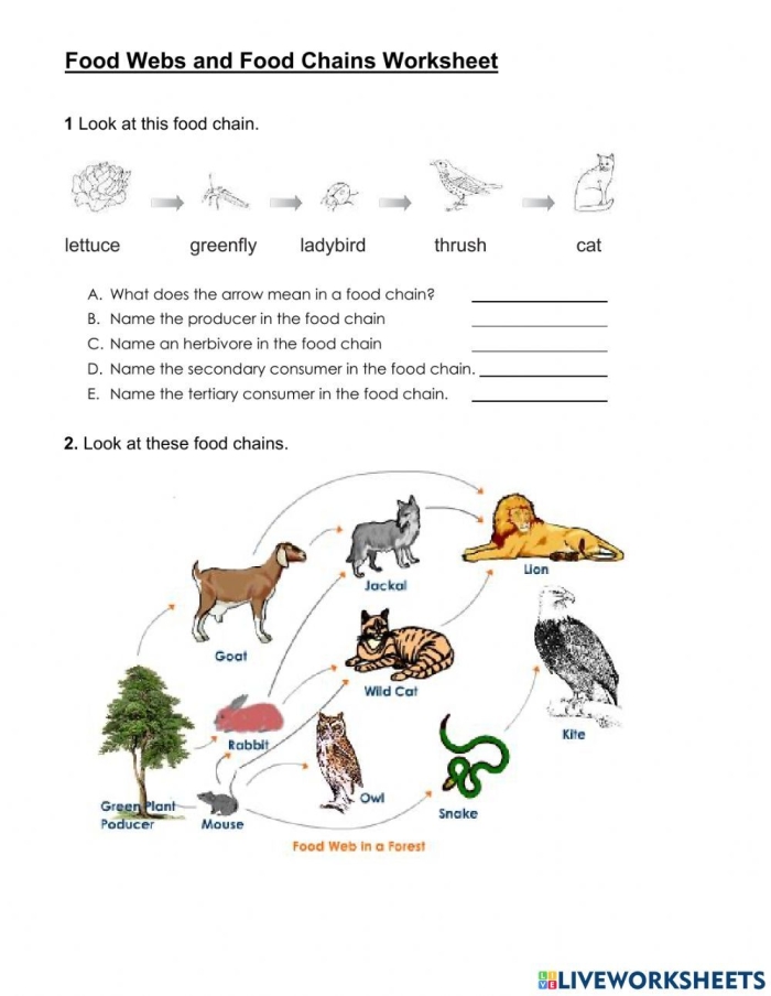 Fourth grade worksheet showing a colorful food chain pyramid with producers and consumers
