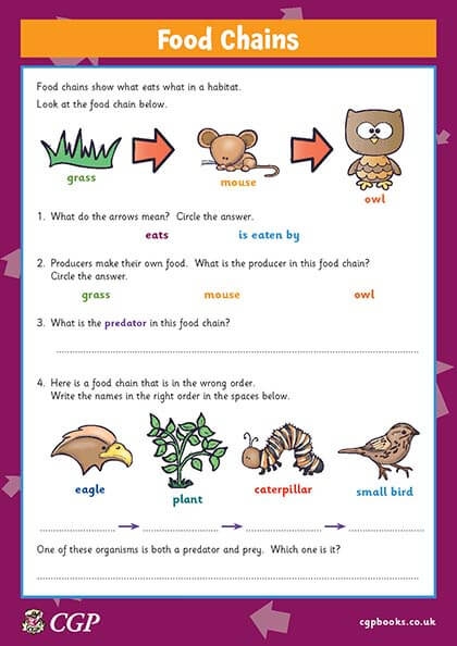Illustration of a food chain diagram for fourth graders learning about ecosystems