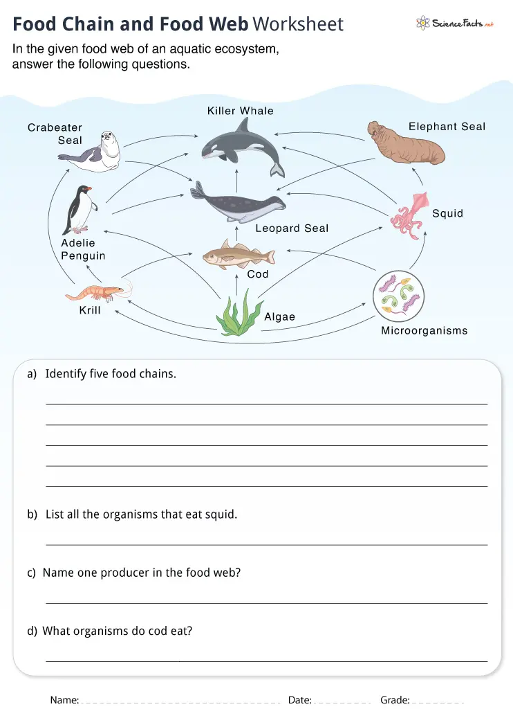 Worksheet illustrating food chains for fourth graders