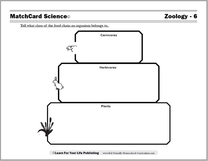 Colorful worksheet for fourth graders on the basics of food chains